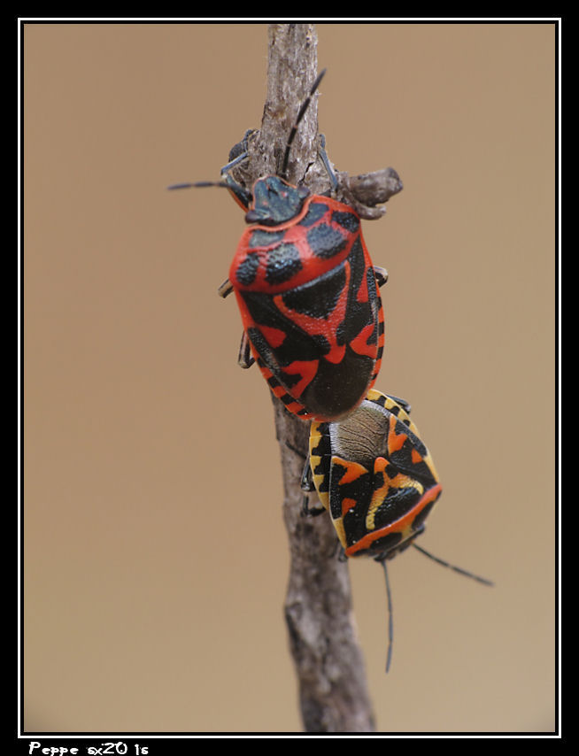 Pentatomidae: Eurydema cfr.ornata di Caltagirone